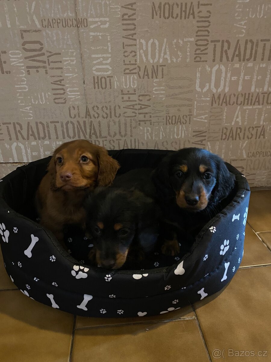 Jezevčík dlouhosrstý trpasličí - 6