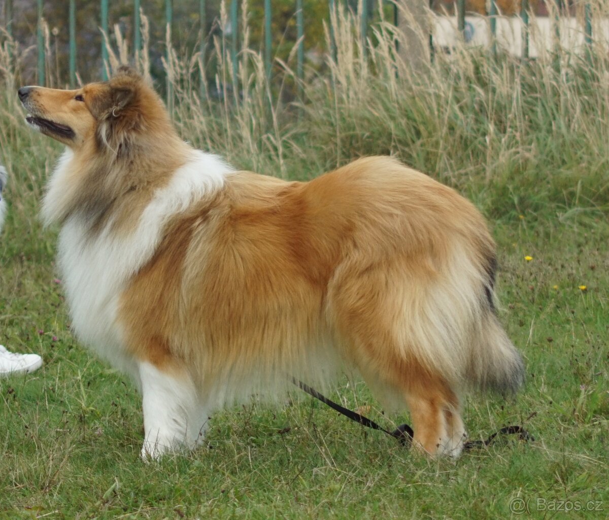 KOLIE DLOUHOSRSTA ZLATA - 6