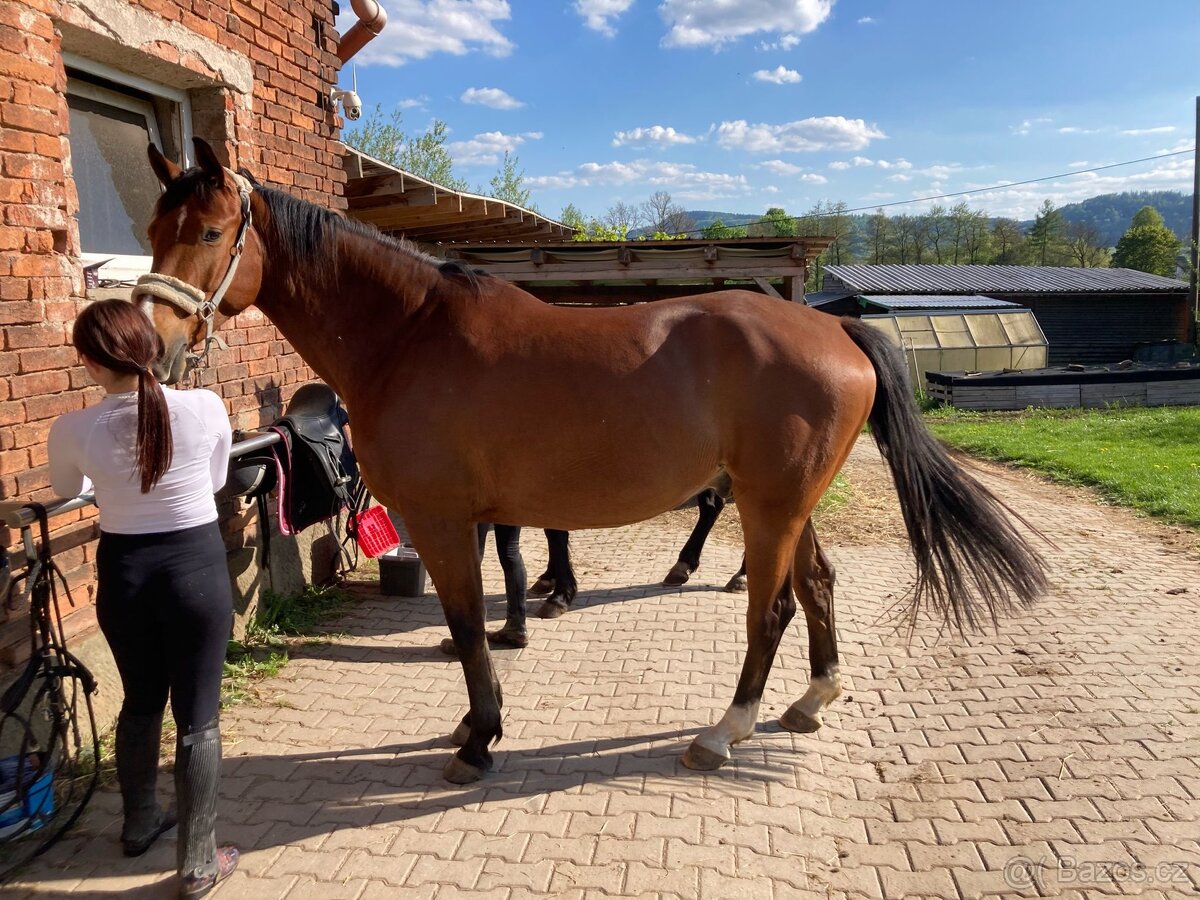 Valach na rekreaci -prodej/pronájem - 6