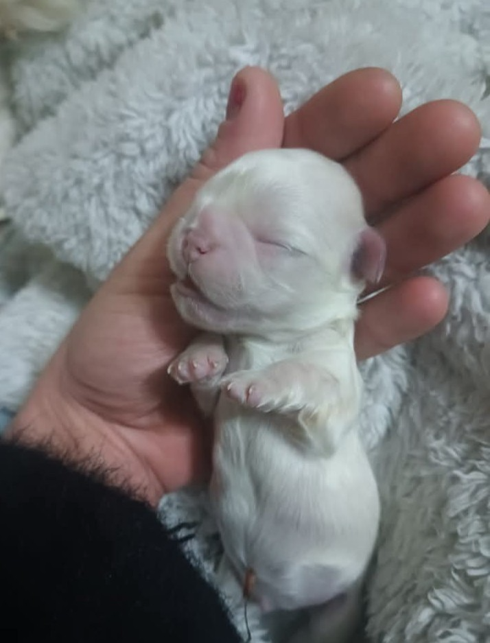 Pekingský palácoví psík. - 6