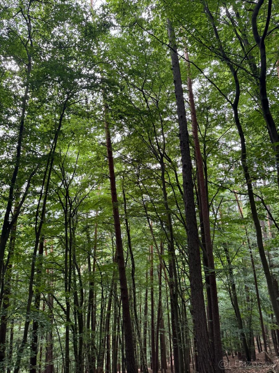 Prodám lesní pozemky v k.ú. Bohutín nad Moravou - 6