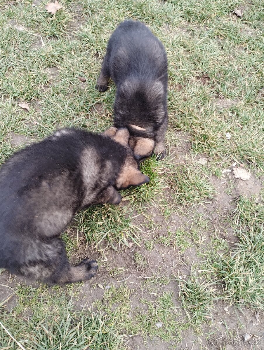 Německý ovčák štěňata - 6