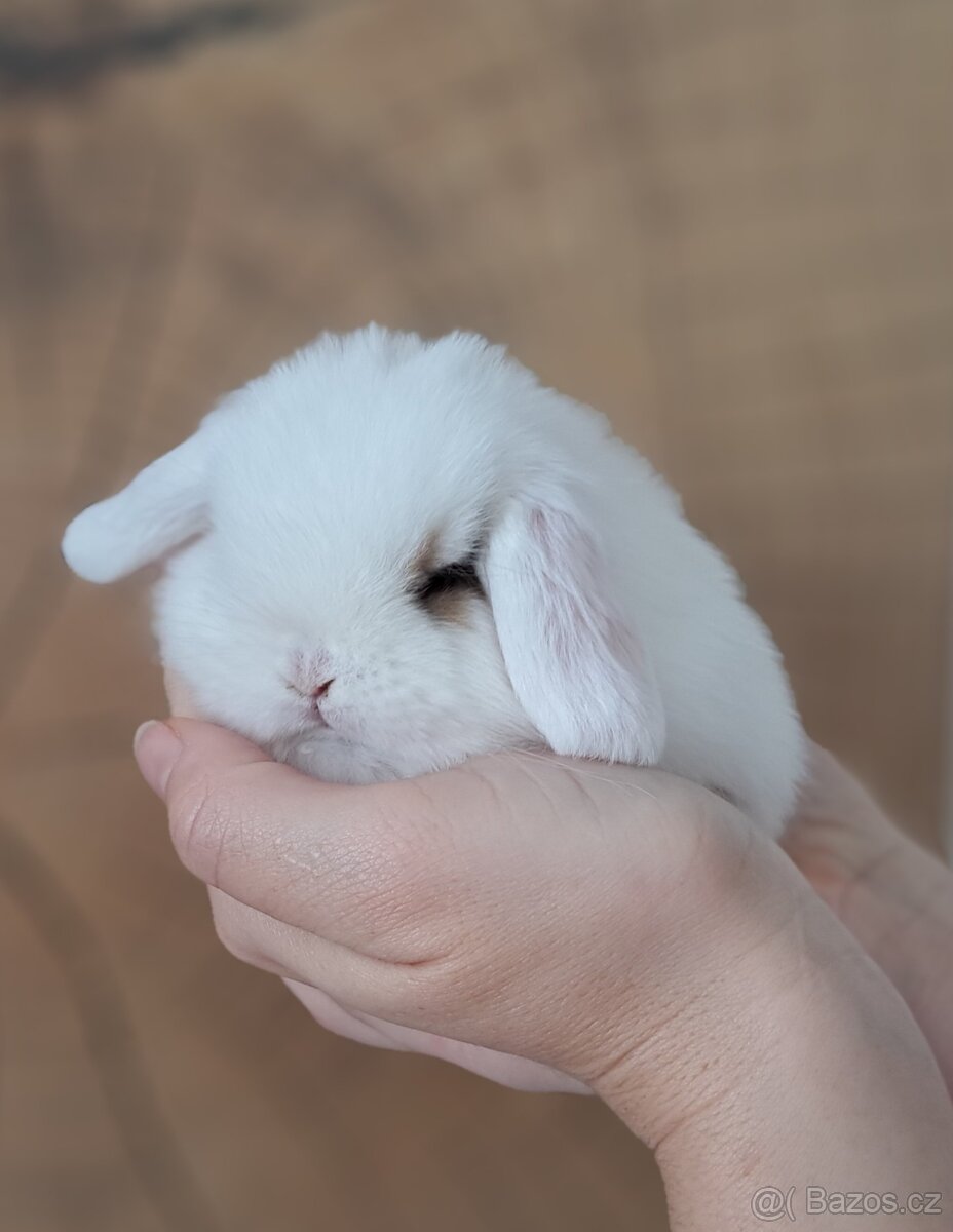 Zakrslý kralíček minilop - 6