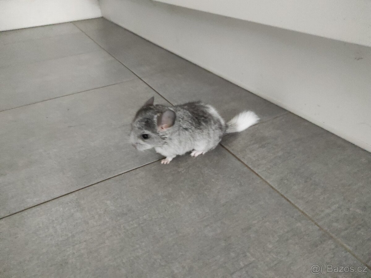 Činčila mládě samičky - 6