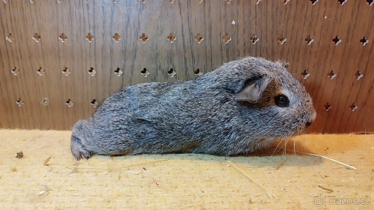 Morče - morčata hladká - 6