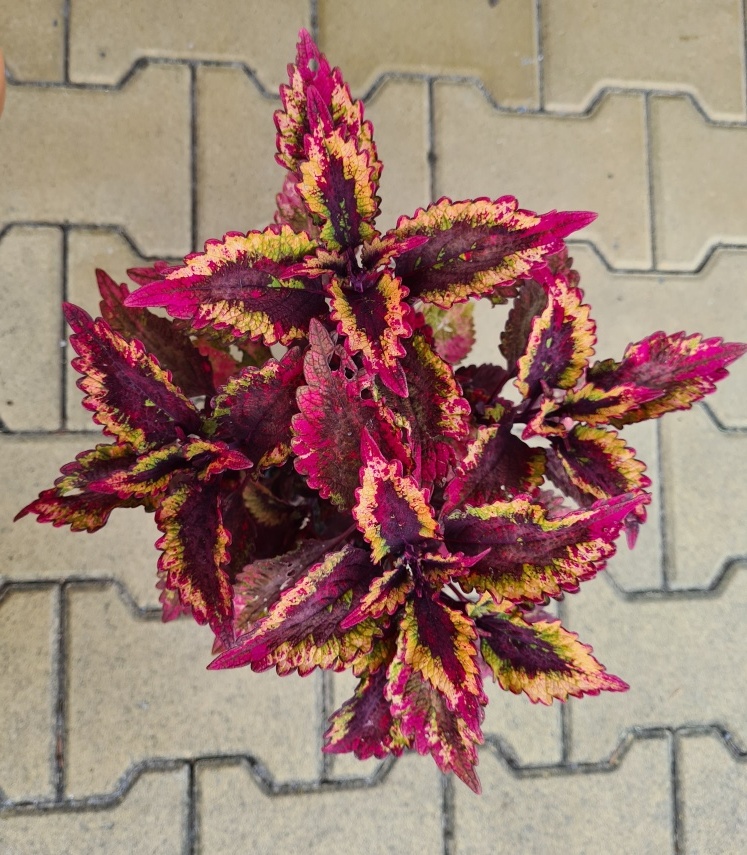 SEMENA Africká okrasná kopřiva Coleus - 6