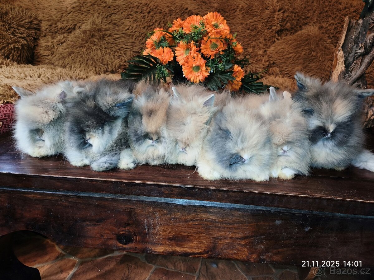 Teddy králíčci zakrslí dlouhosrstí - 6