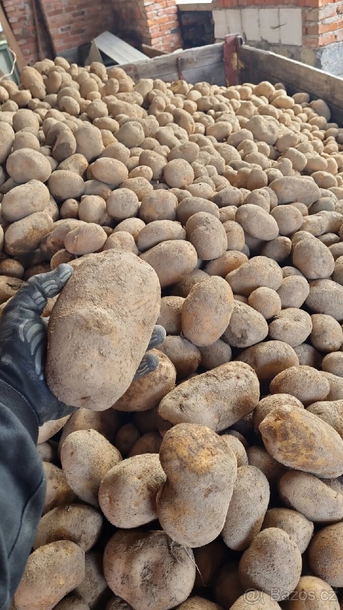 Domácí brambory na salát a cibule - 6