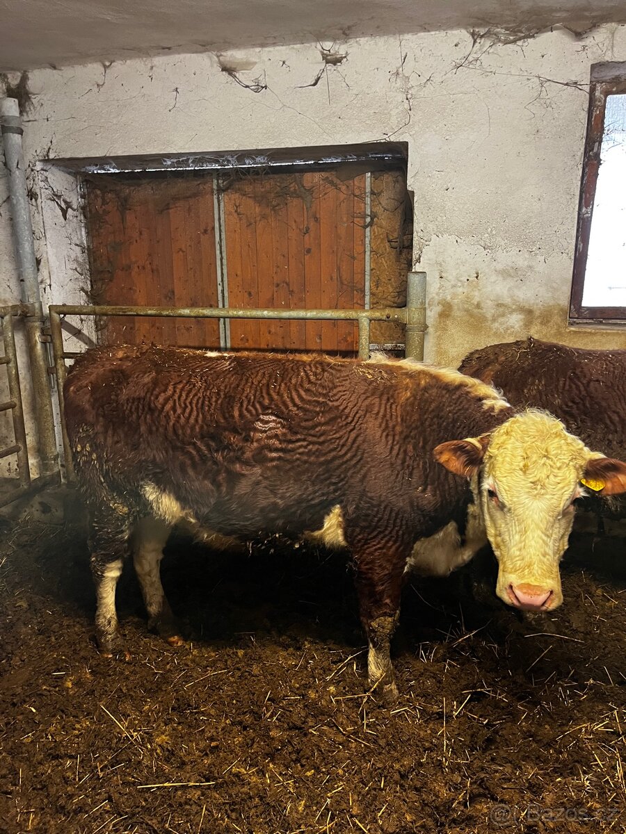 Jalovice Hereford - 6