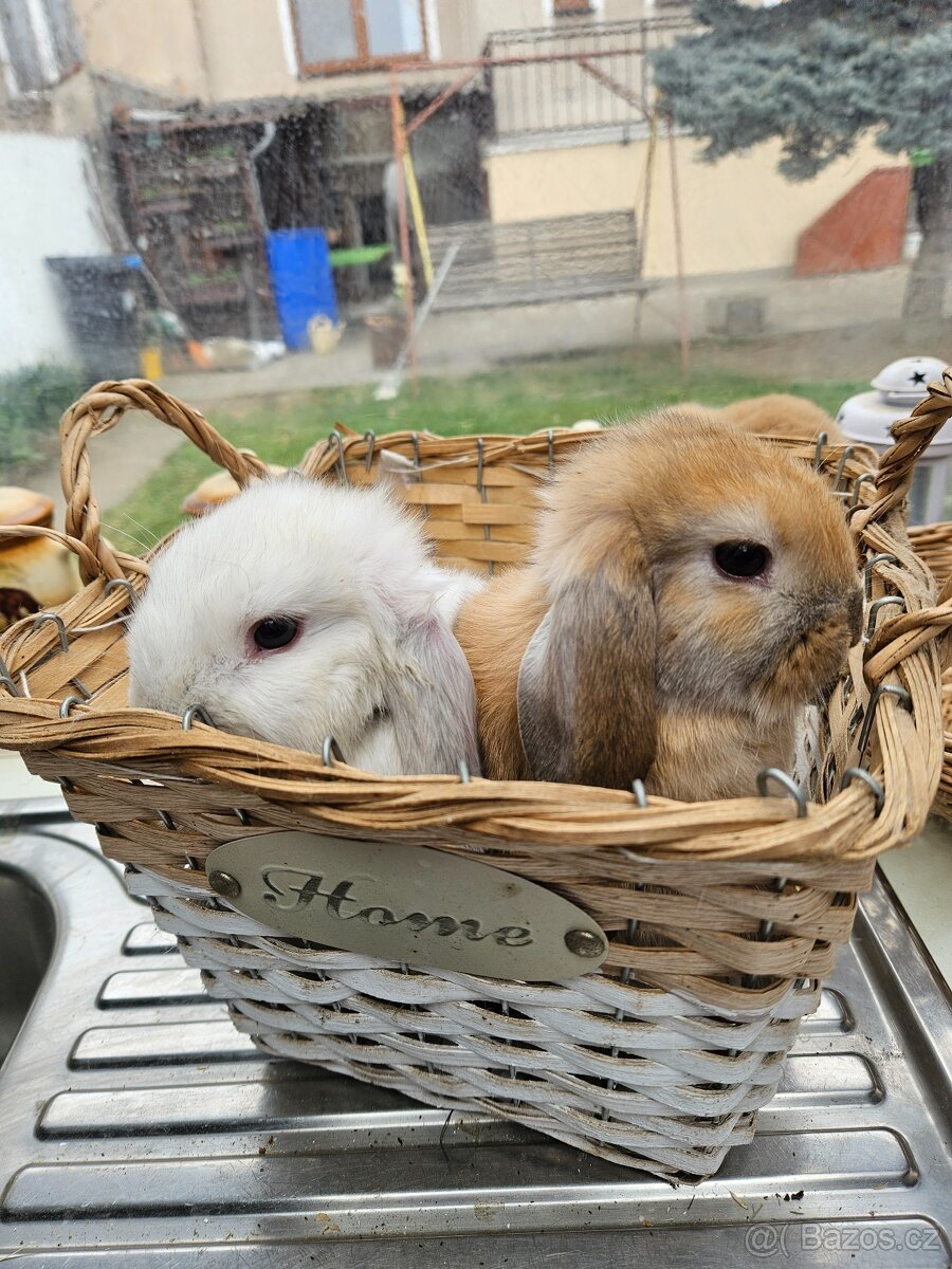 Zakrslý králík - 6