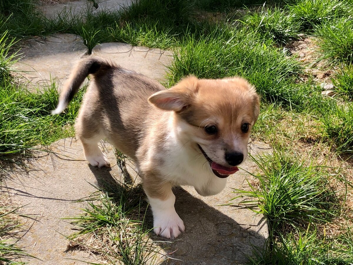 Štěně - kříženec - 6