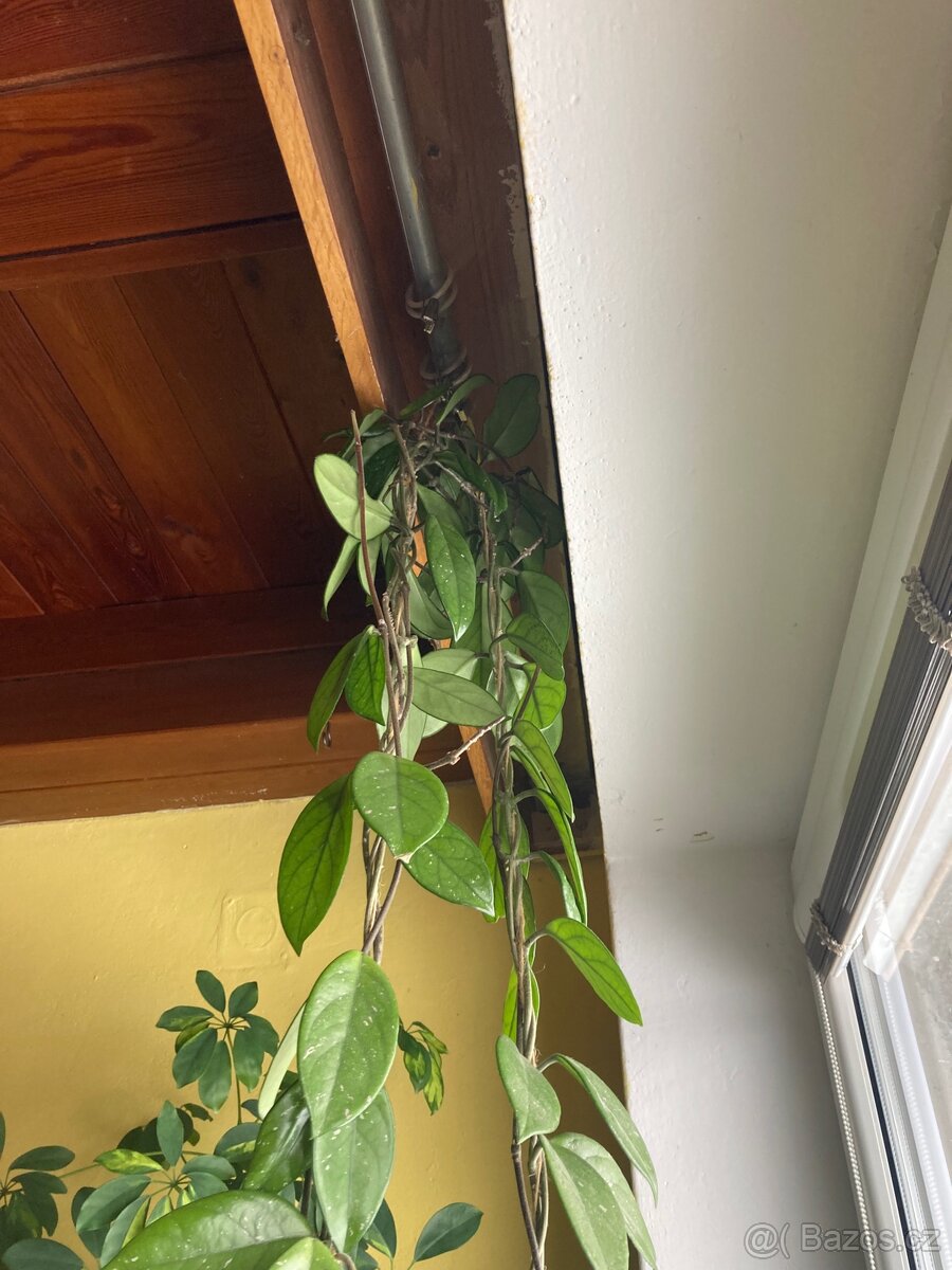 Hoya carnosa voskovka - 6