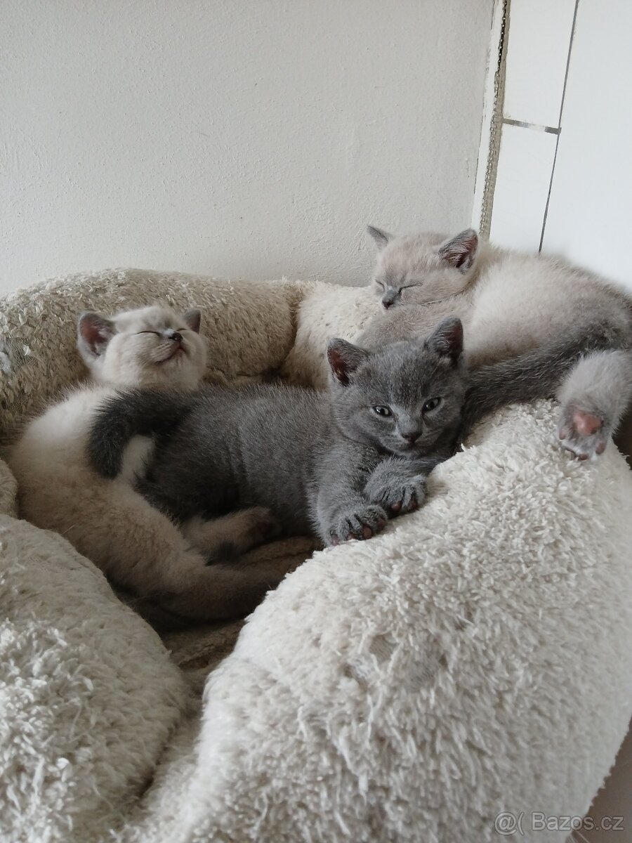 Britská modrá koťátka - 6