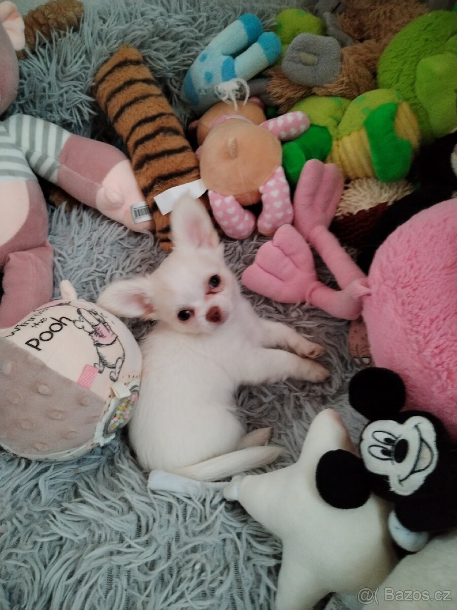 Čivava dlouhosrstá s PP - 6