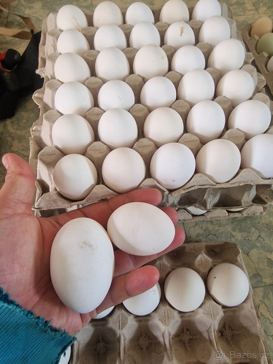 Násadová vajíčka - 6