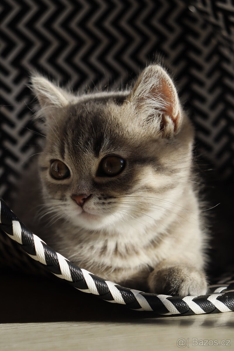 Britské modré krátkosrsté kotě, koťátko, kočka - 6