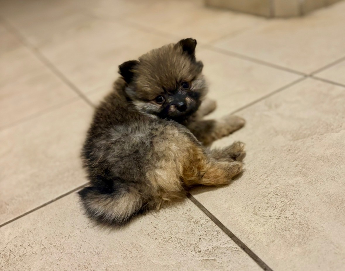 Pomeranian / trpasličí německý špic - 6