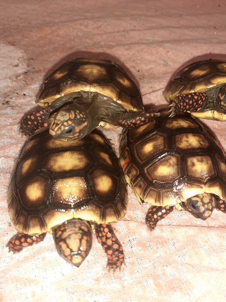 Suchozemské želvy plus komplet vybavená terária - 6