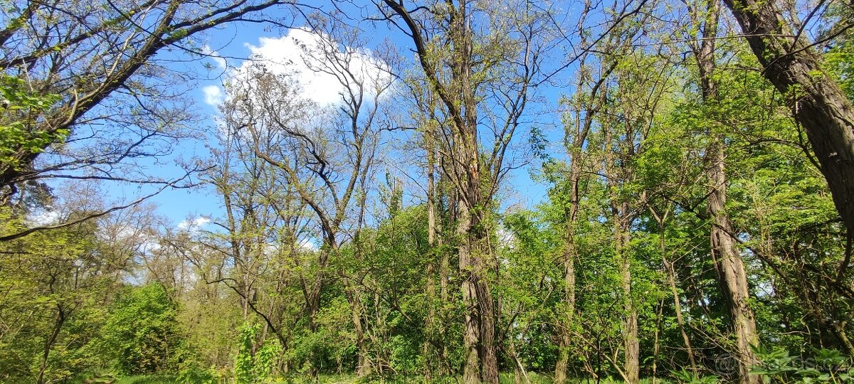 Prodej/výměna lesa - 6