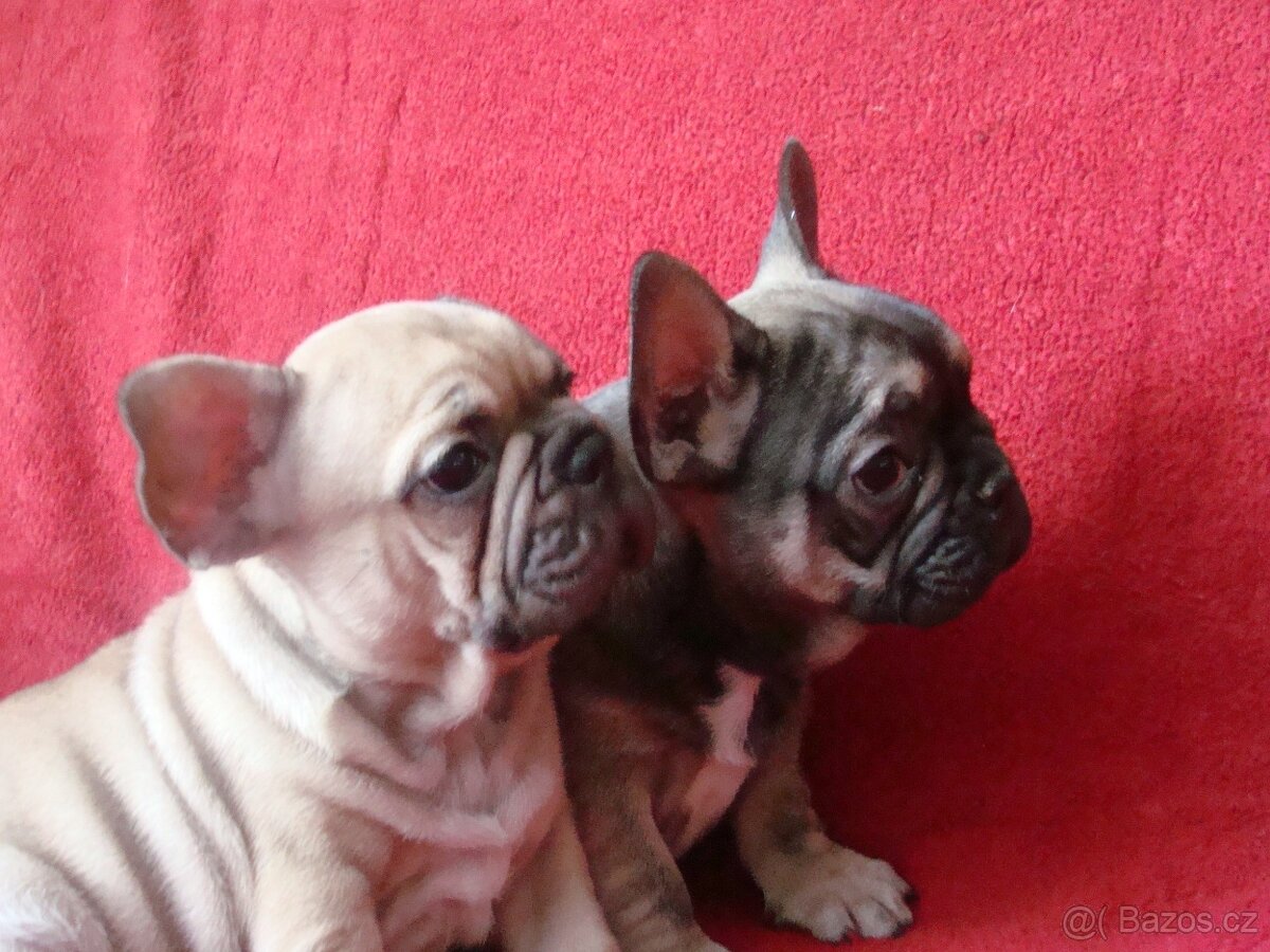 francouzský buldoček - 6