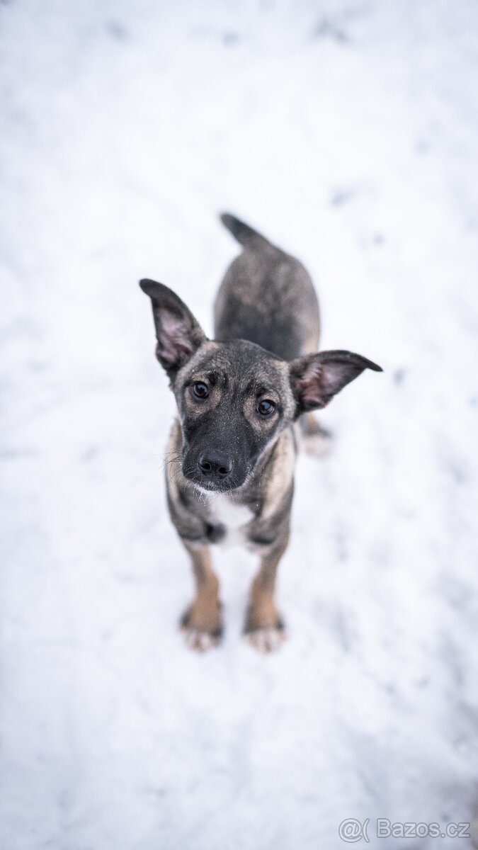 Anna - 4měsíční štěně, malá veselá holčička - 6