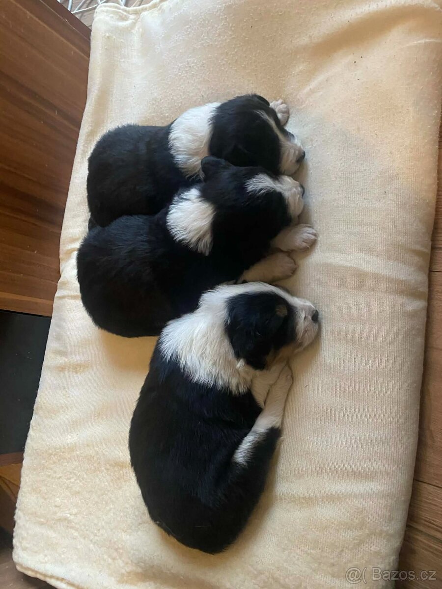 Štěňátka Border kolie bez PP - 6