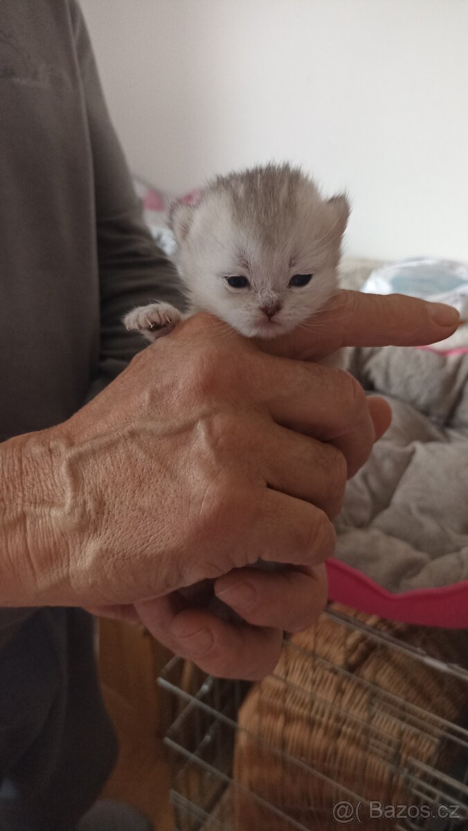 Britská koťátka s PP - 6