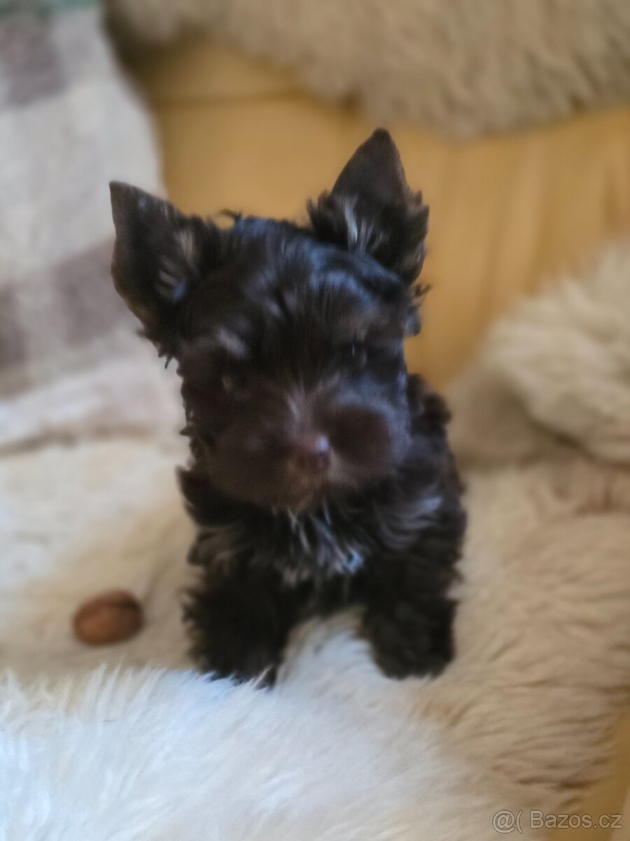 Biewer -jorksirsky teriér - 6