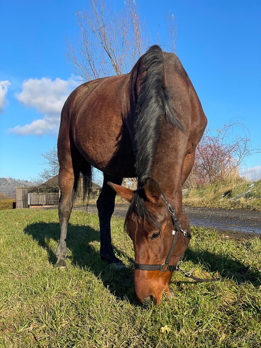 Chovná Hannoverská klisna - 6