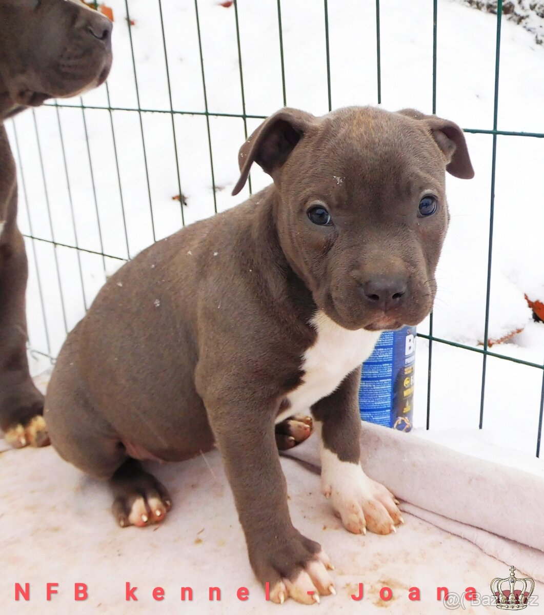 Štěňata American Bully xxl - Bloodline DDK9 - 6