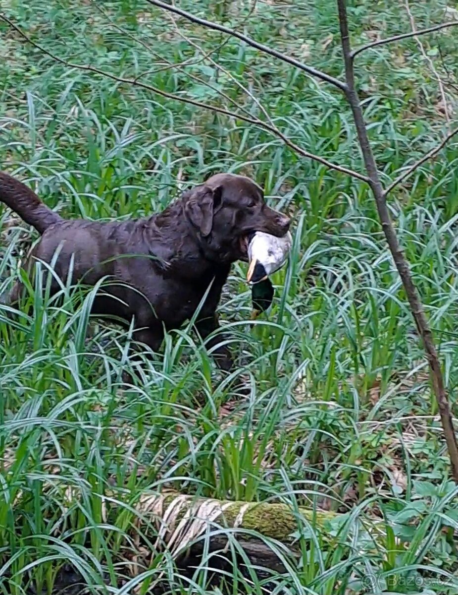 Labradorský retriever Krytí - 6