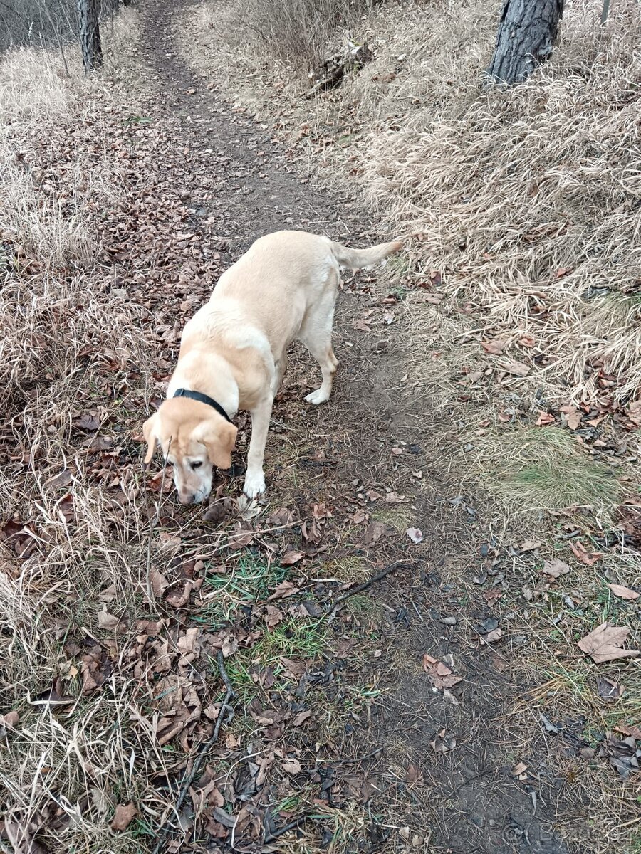 Daruji fenku labradorky - 6