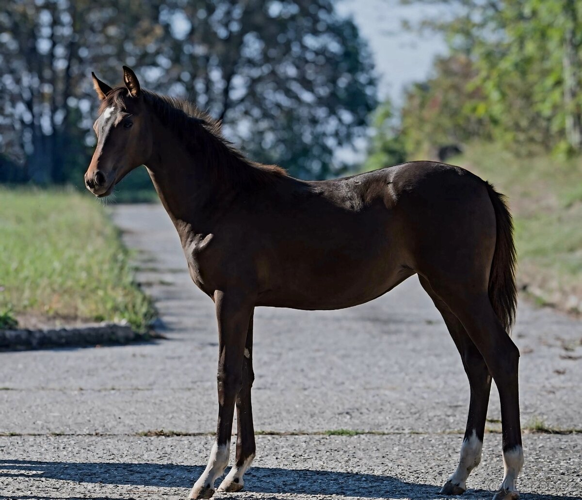 Klisnička na prodej - 6