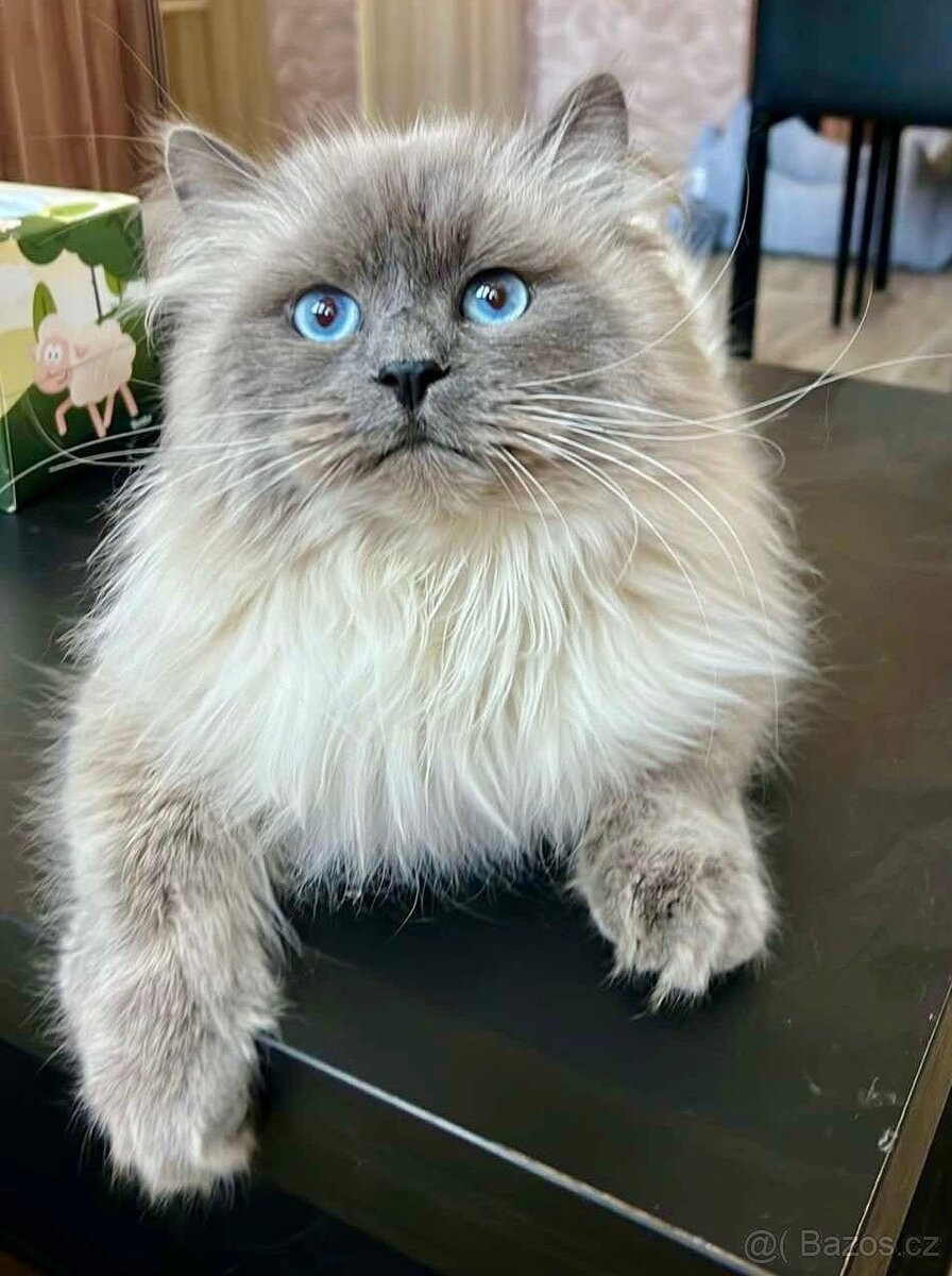 KOŤÁTKO NĚVSKÁ MAŠKARÁDA S PP - 6