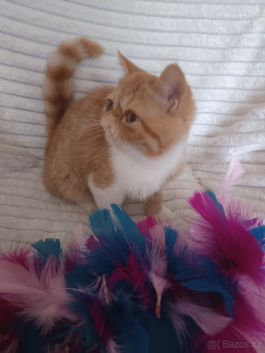 Perská a exotická koťátka s Pp - 6