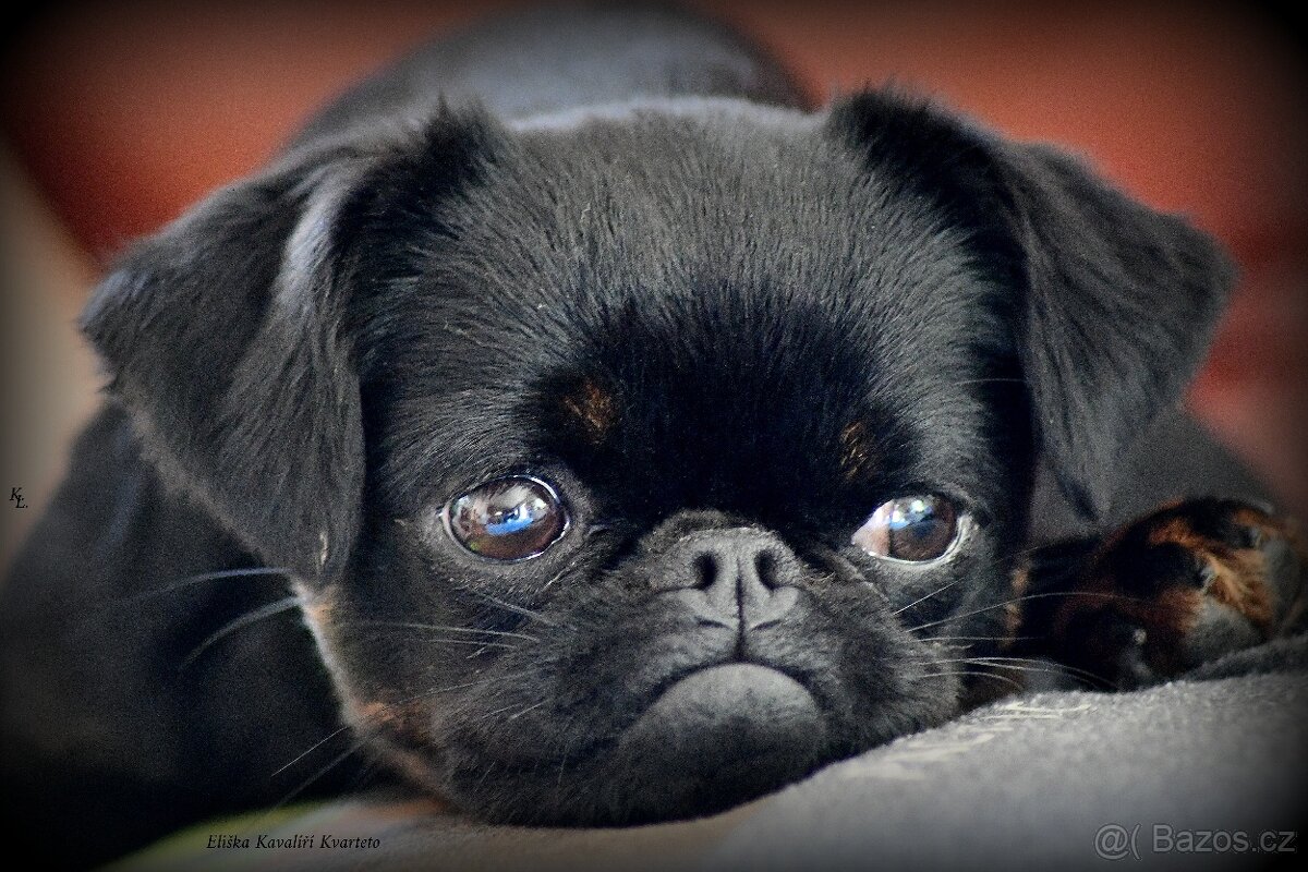 brabantík - štěňata s pp - fena - 6