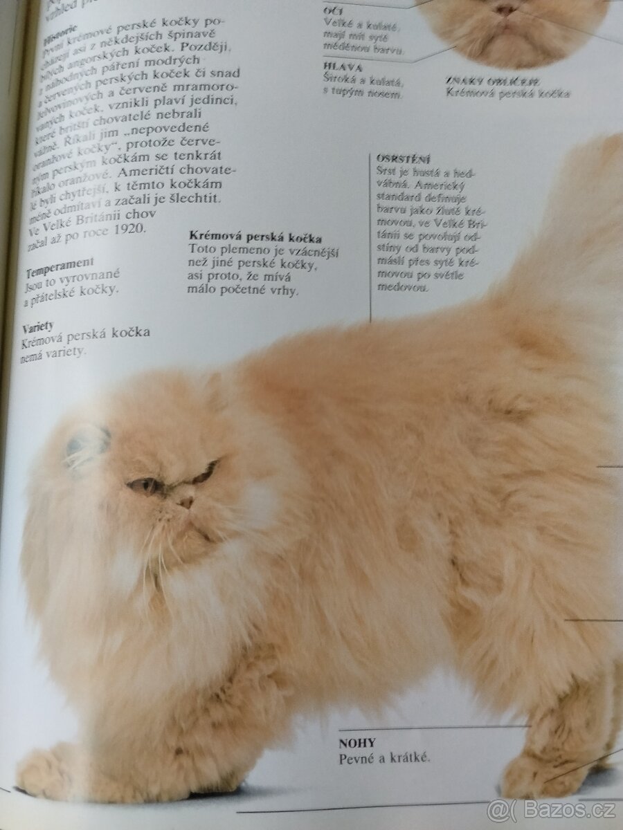 Velká kniha o kočkách - 6