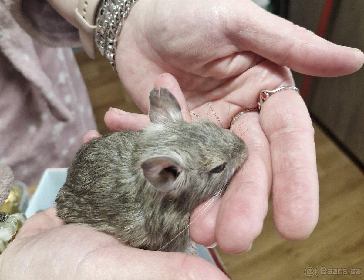 Osmák degu mláďata 6 měsíců, páreček - 6