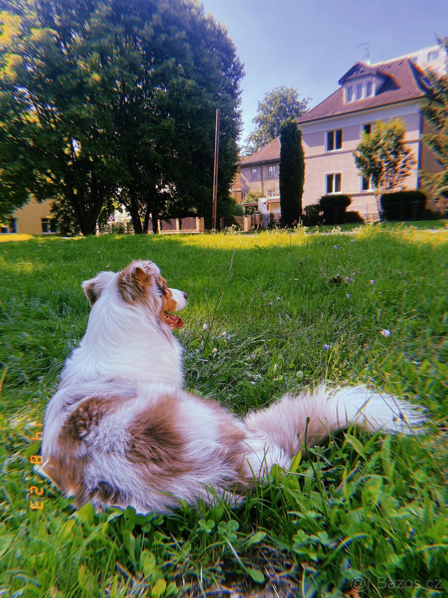 Australský ovčák ke krytí - 6