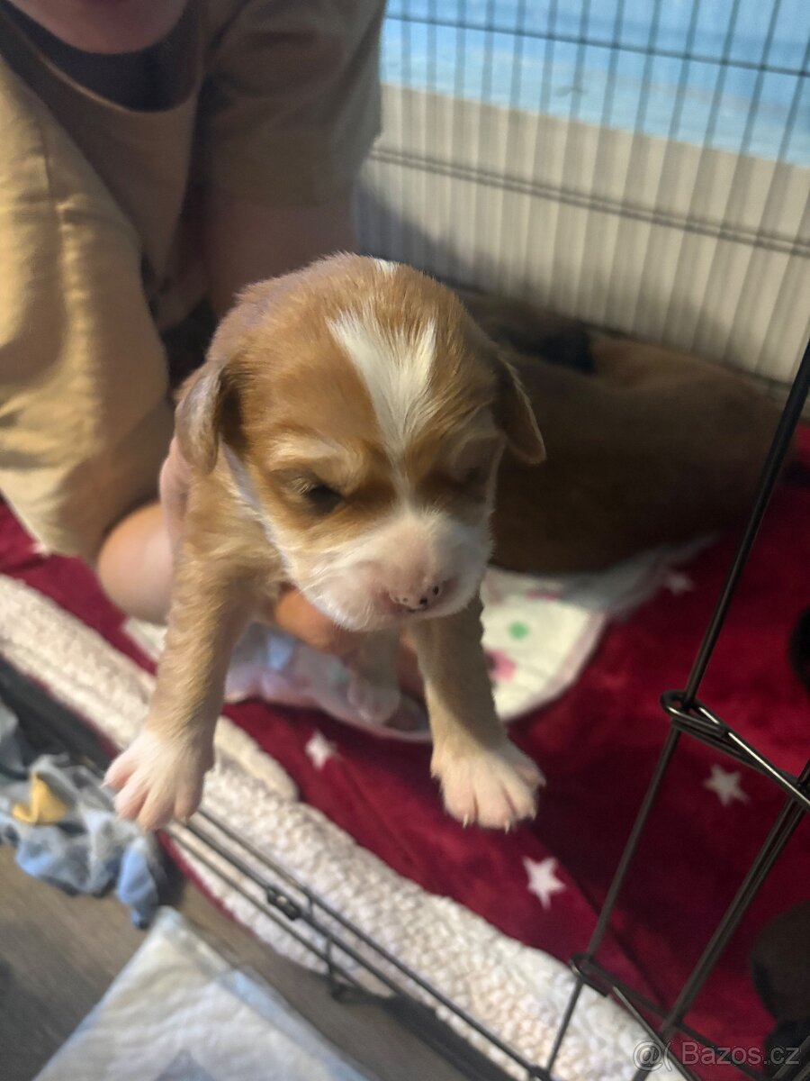 Krásná křížená štěňátka - 6