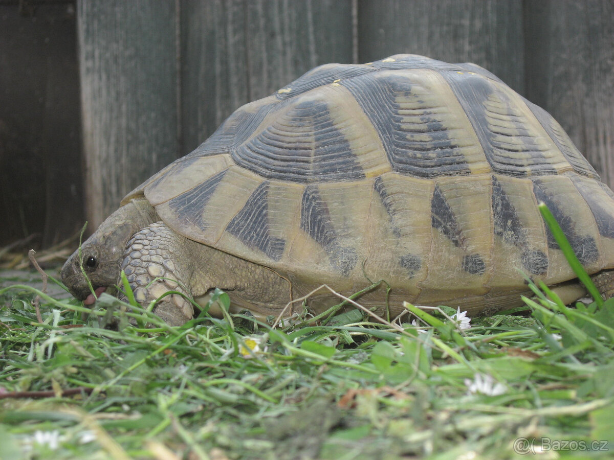 želva zelenavá a vroubená - vitální mláďata - 6