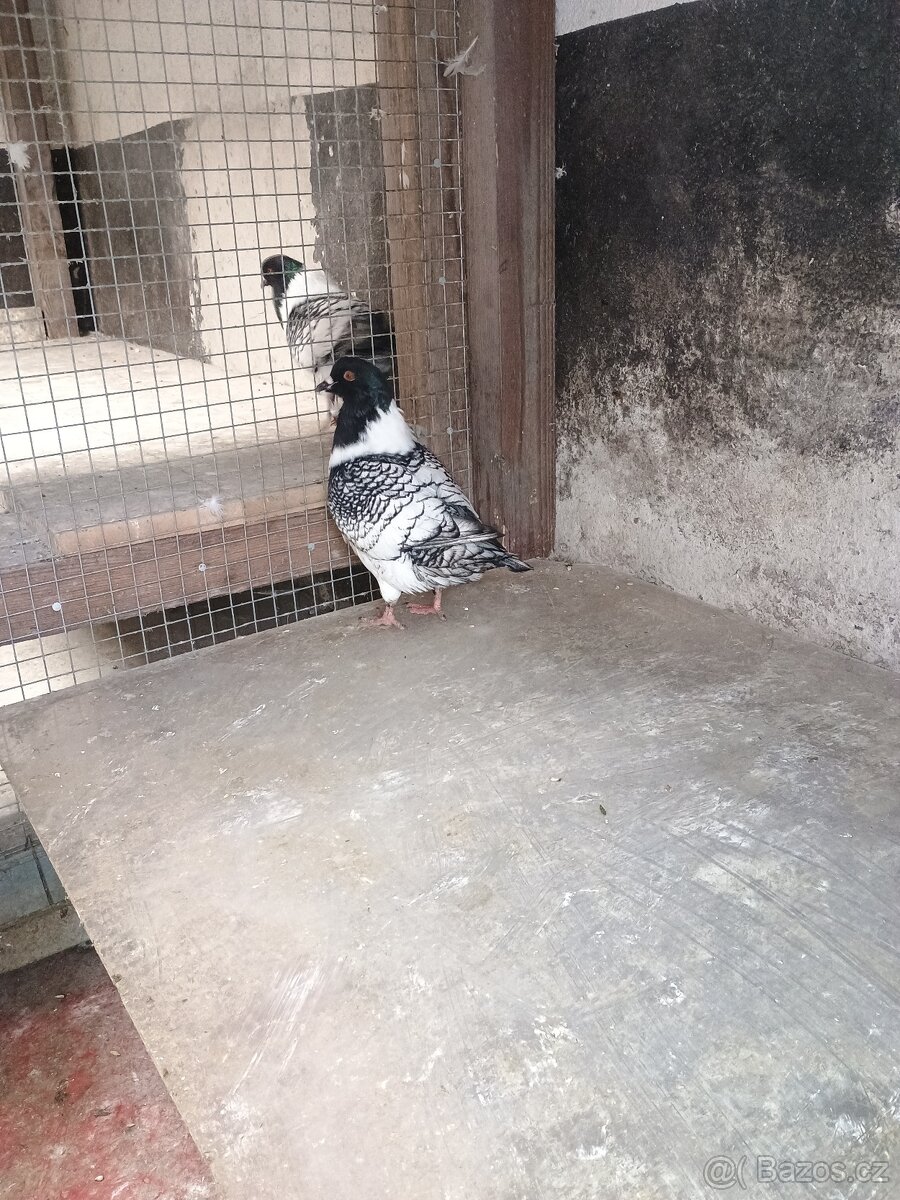 Prodám holuba mor.pštrosa - 6