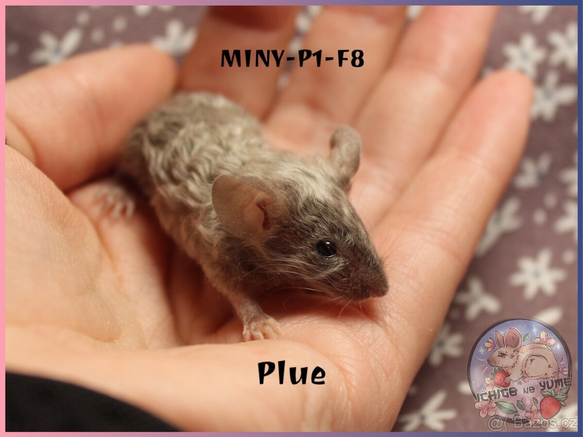 Myšky (fancy, barevné) - 6