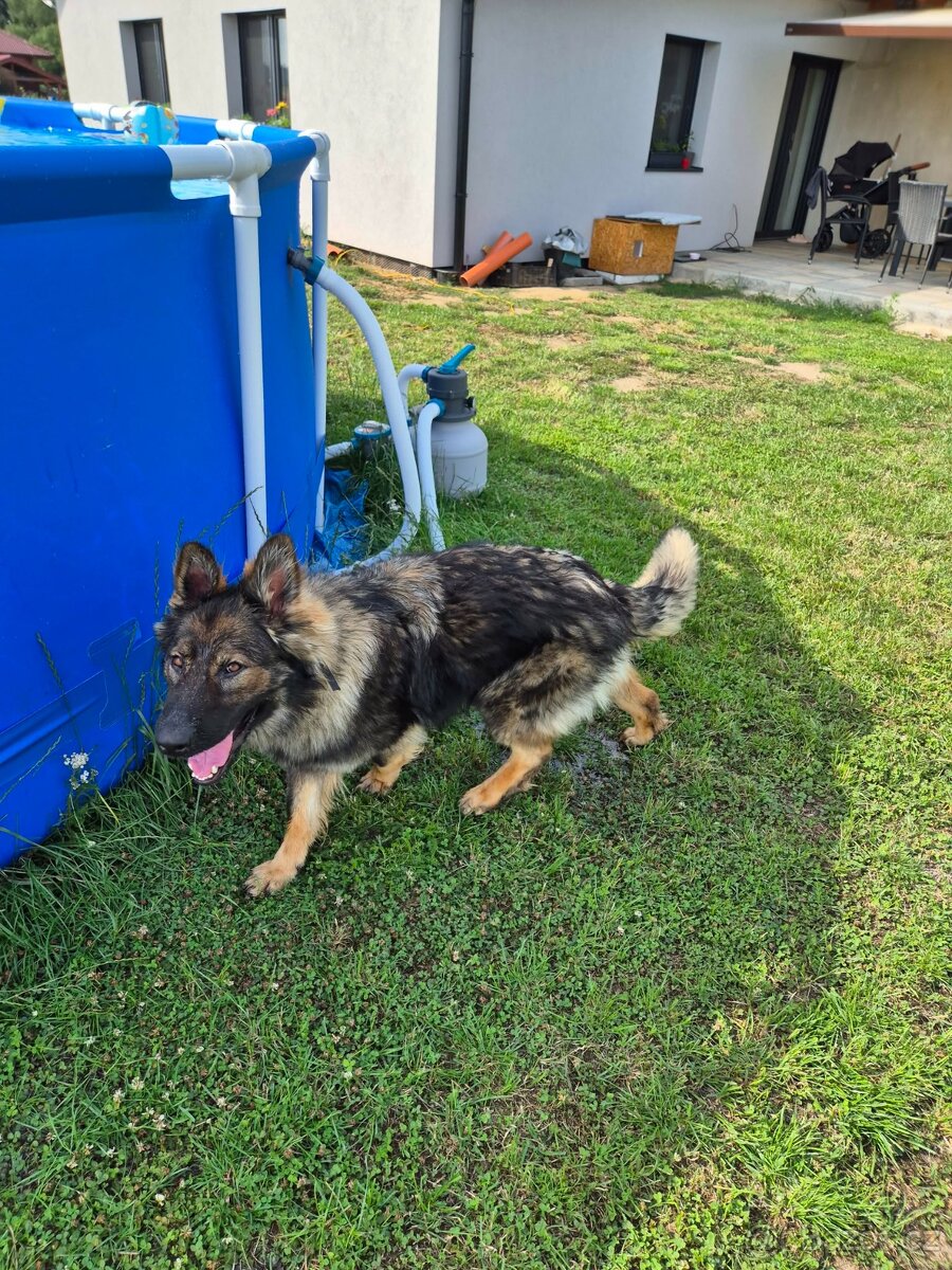 Německý ovčák s PP - 6