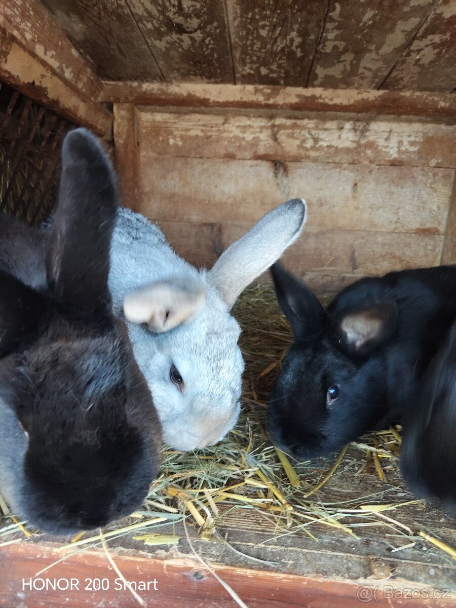 Králíci na prodej - 6