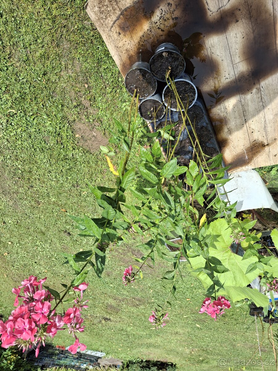 Floxy více kultivarů - 6