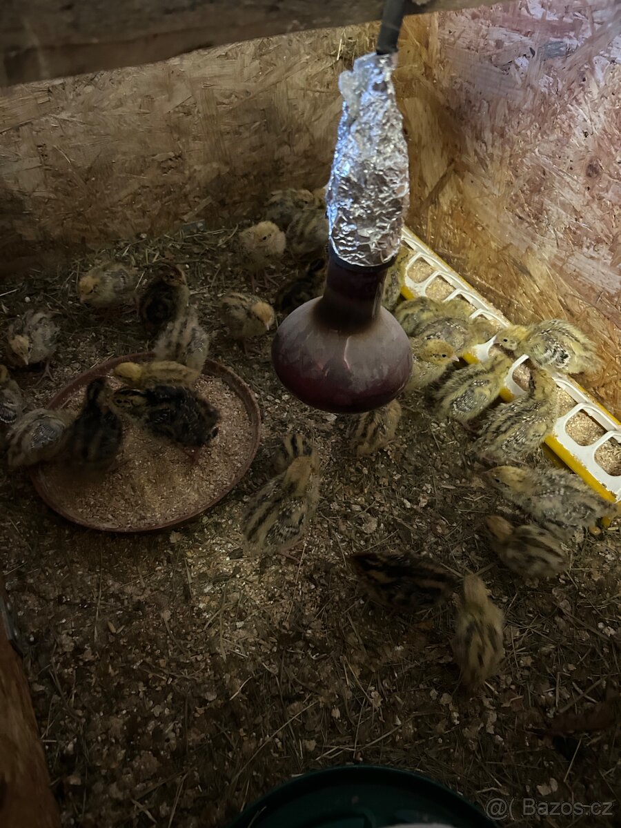 Křepelčí vejce - 6