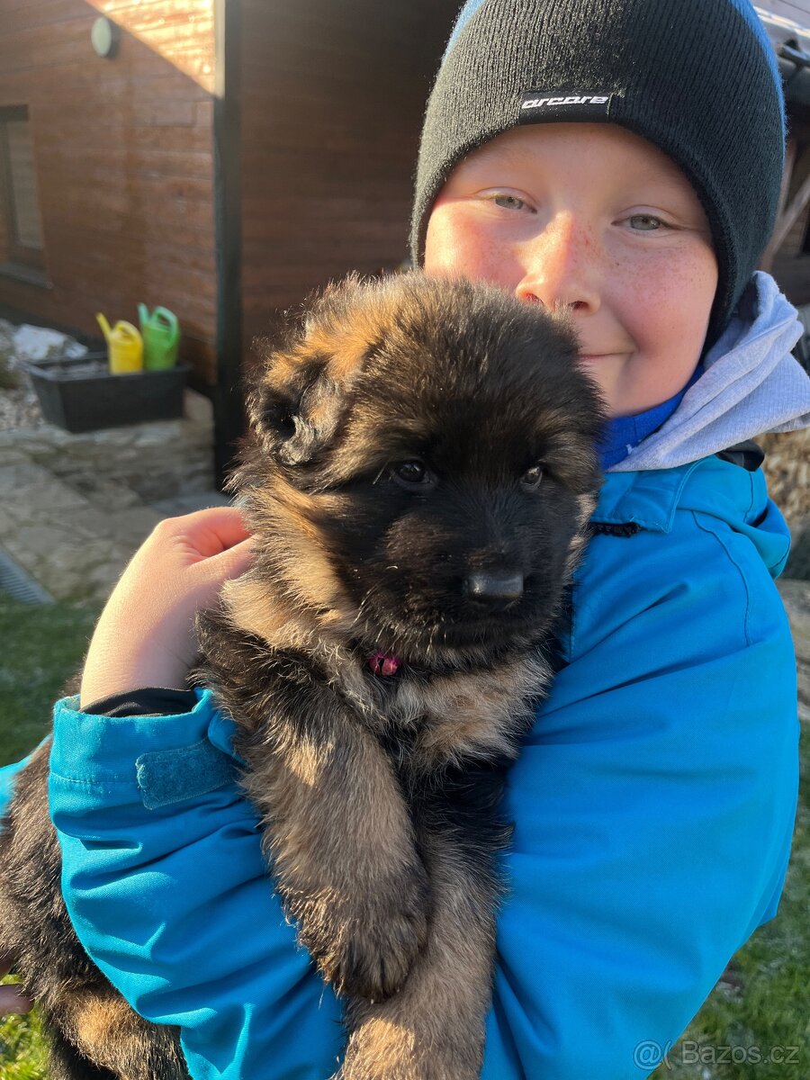 Štěňátka - Německý Ovčák - 6
