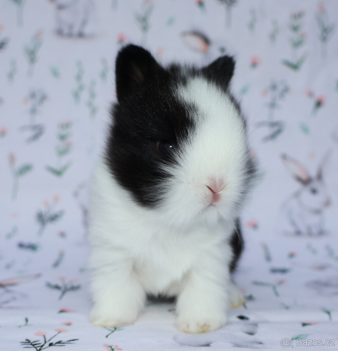 Zakrslý krátkouchý lvíček - samička . - 6