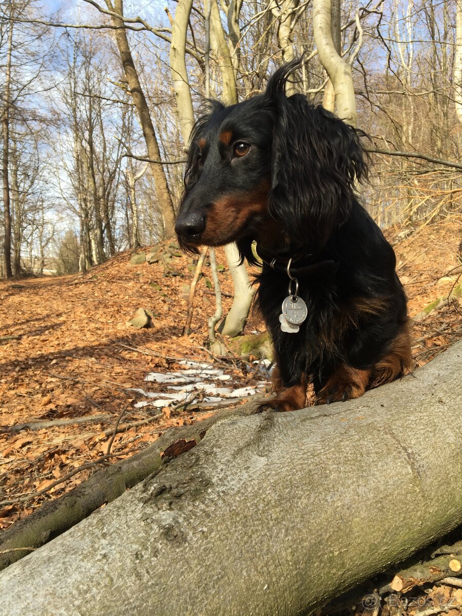 Jezevčík dlouhosrstý - 6